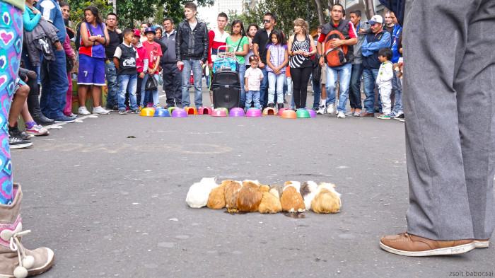 hamster-contest-colombia